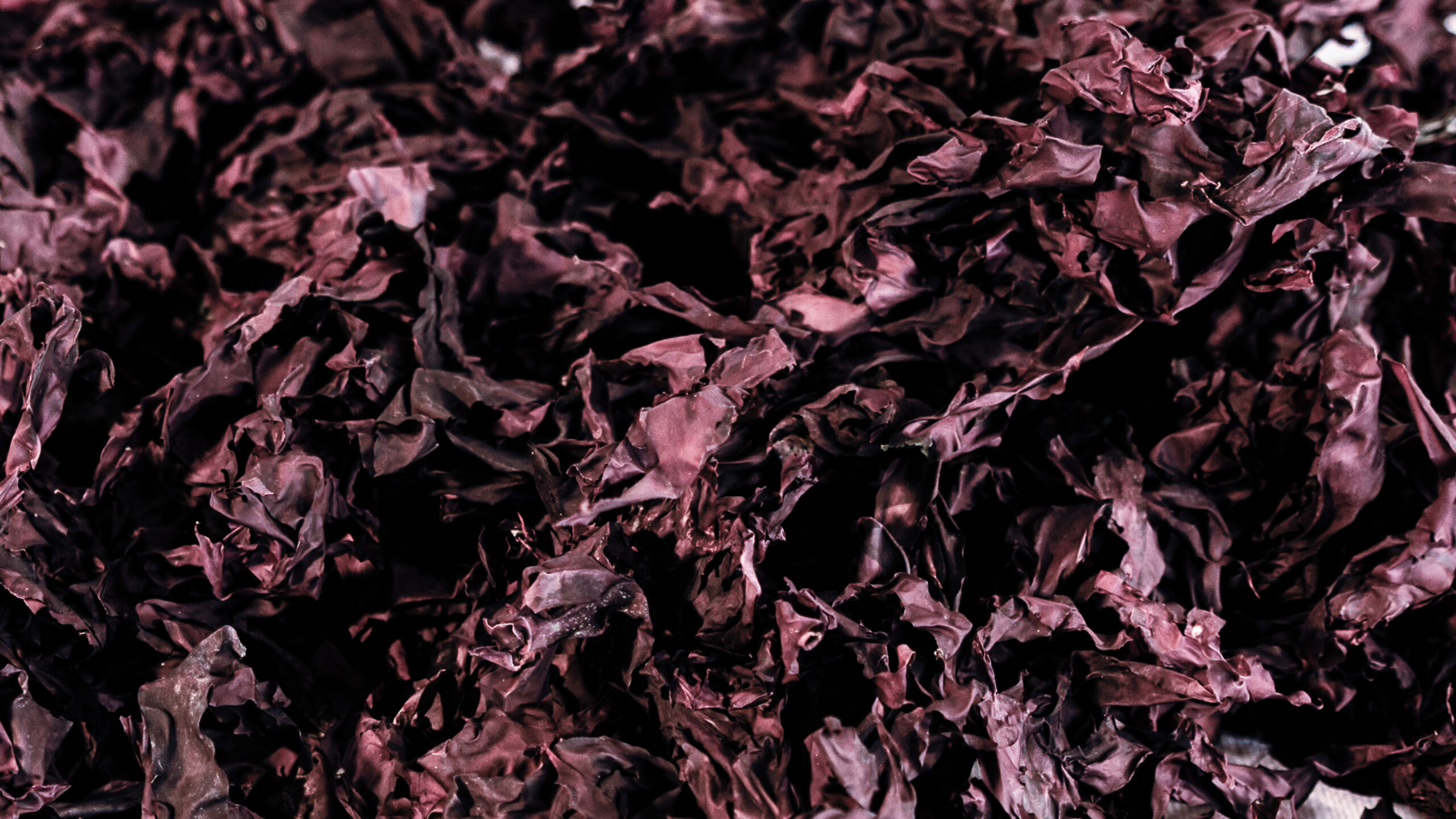 Whole Leaf - Dark Harbour Dulse